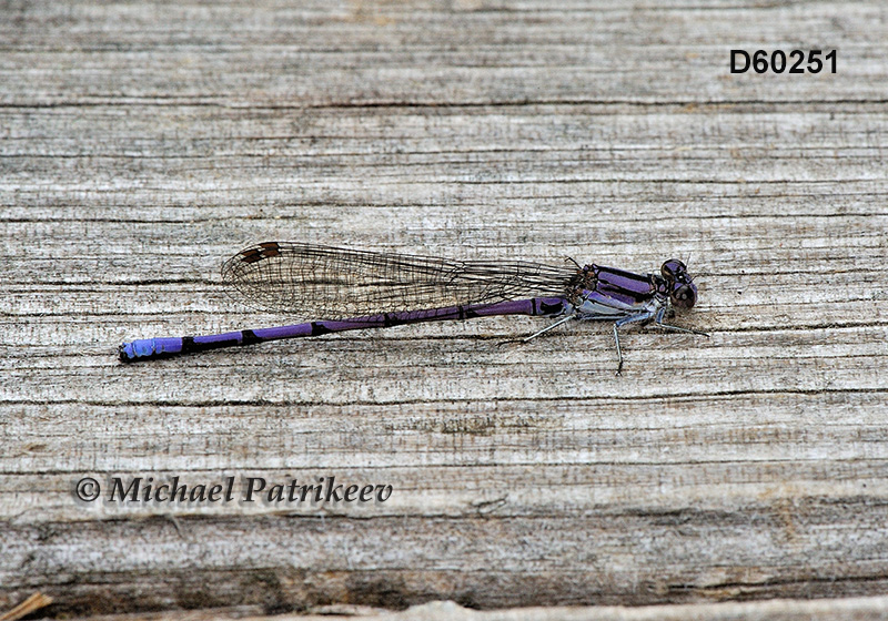 Variable Dancer (Argia fumipennis)